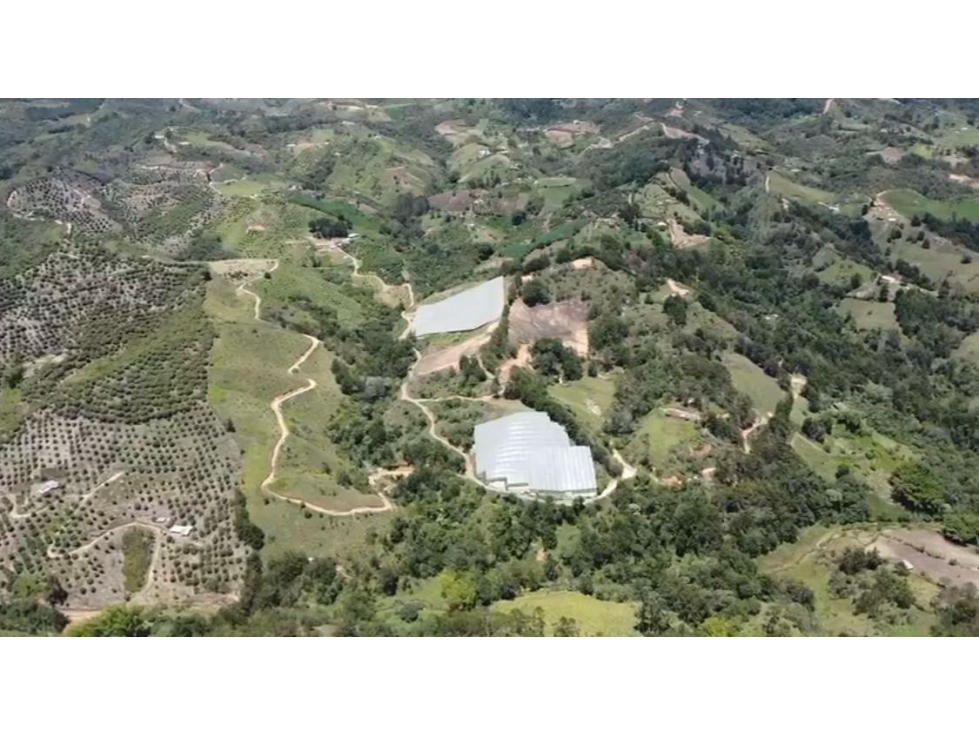 Venta FINCA PRODUCTIVA-SAN VICENTE- Antioquia Ideal para inversión — foto 5