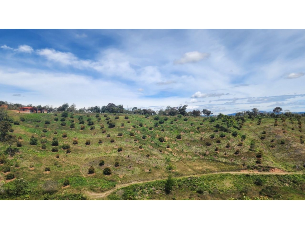 Venta FINCA productora de AGUACATES hass en SAN VICENTE- Antioquia