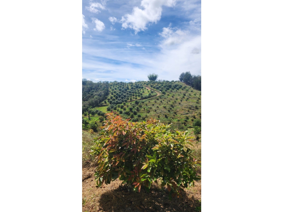 Venta FINCA productora de AGUACATES hass en SAN VICENTE- Antioquia — foto 2