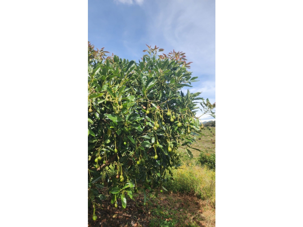 Venta FINCA productora de AGUACATES hass en SAN VICENTE- Antioquia — foto 3