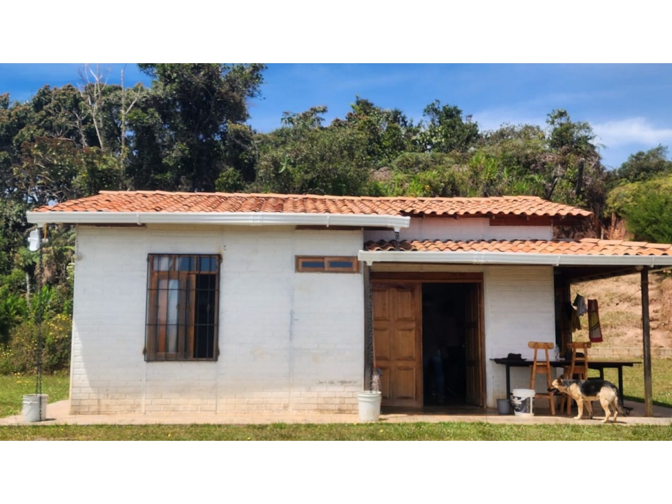 Venta FINCA productora de AGUACATES hass en SAN VICENTE- Antioquia — foto 4