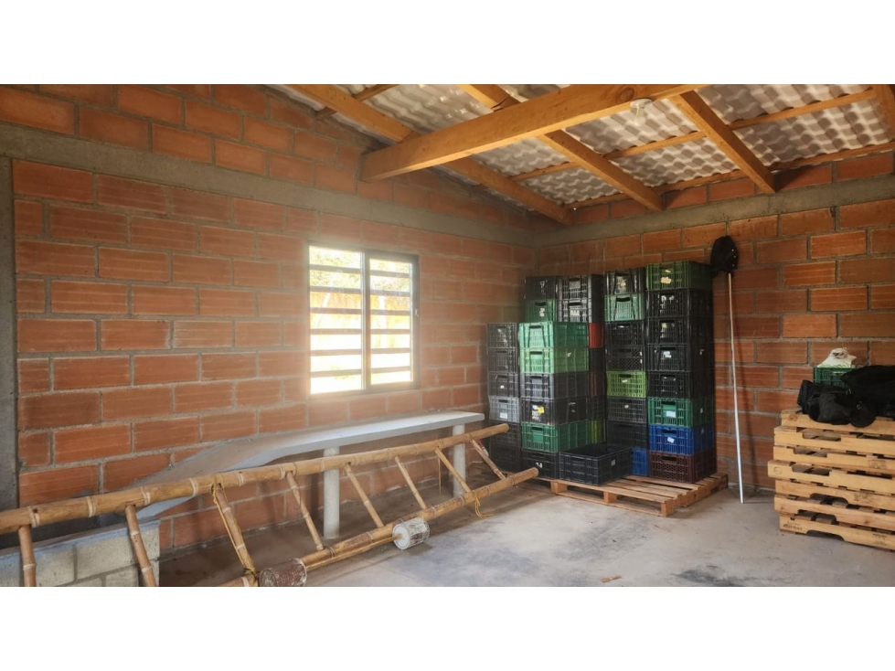 Venta FINCA productora de AGUACATES hass en SAN VICENTE- Antioquia — foto 5