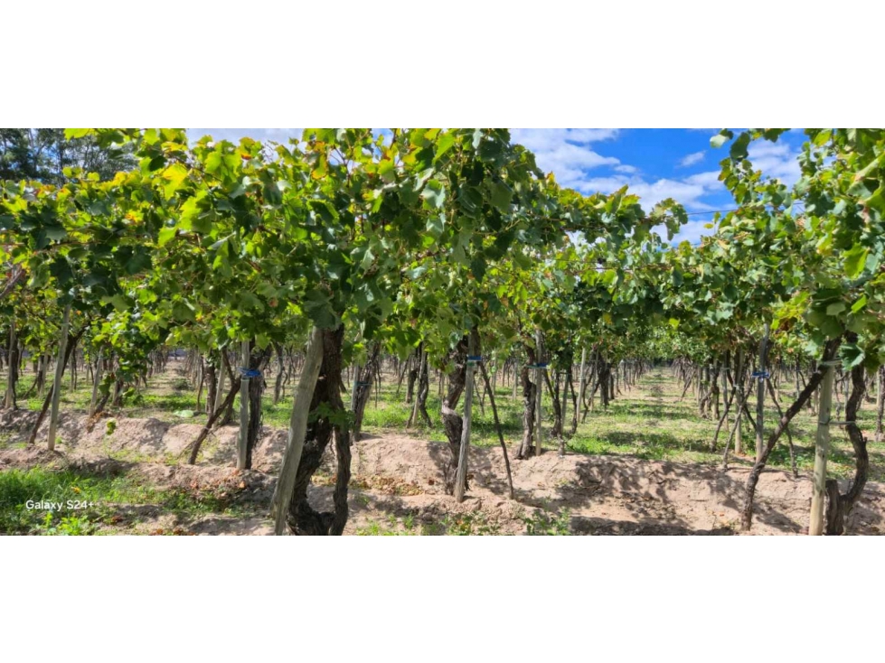 VENTA FINCA VERSATIL 64 HAS EN CALLE LAS ROSAS, LA CENTRAL, RIVADAVIA - 2