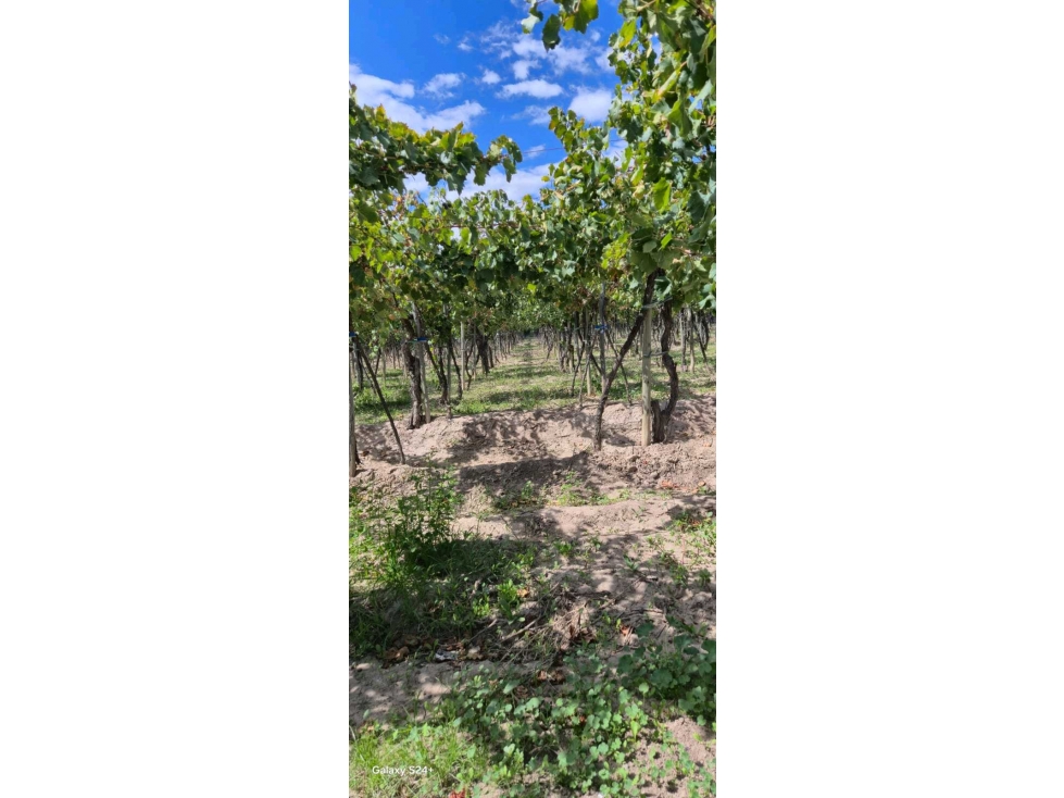 VENTA FINCA VERSATIL 64 HAS EN CALLE LAS ROSAS, LA CENTRAL, RIVADAVIA - 3