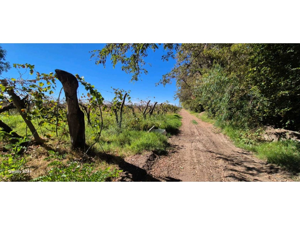 VENTA FINCA VERSATIL 64 HAS EN CALLE LAS ROSAS, LA CENTRAL, RIVADAVIA - 4