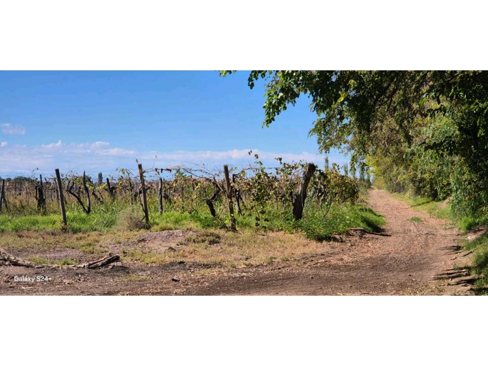VENTA FINCA VERSATIL 64 HAS EN CALLE LAS ROSAS, LA CENTRAL, RIVADAVIA - 5