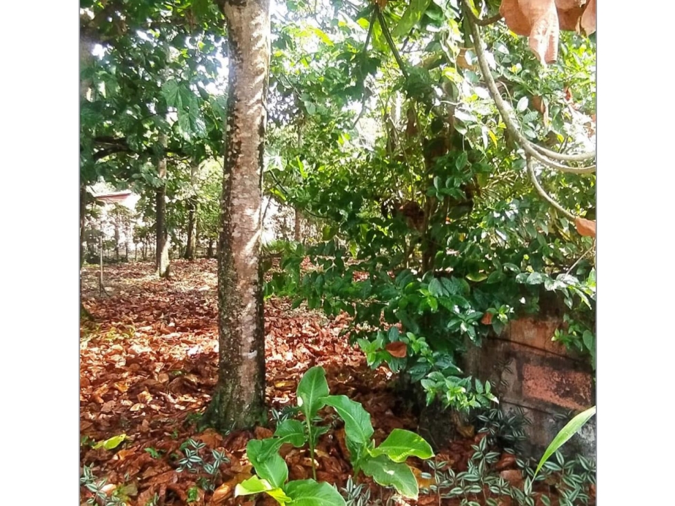 Venta FINCAen SOPETRAN — foto 5