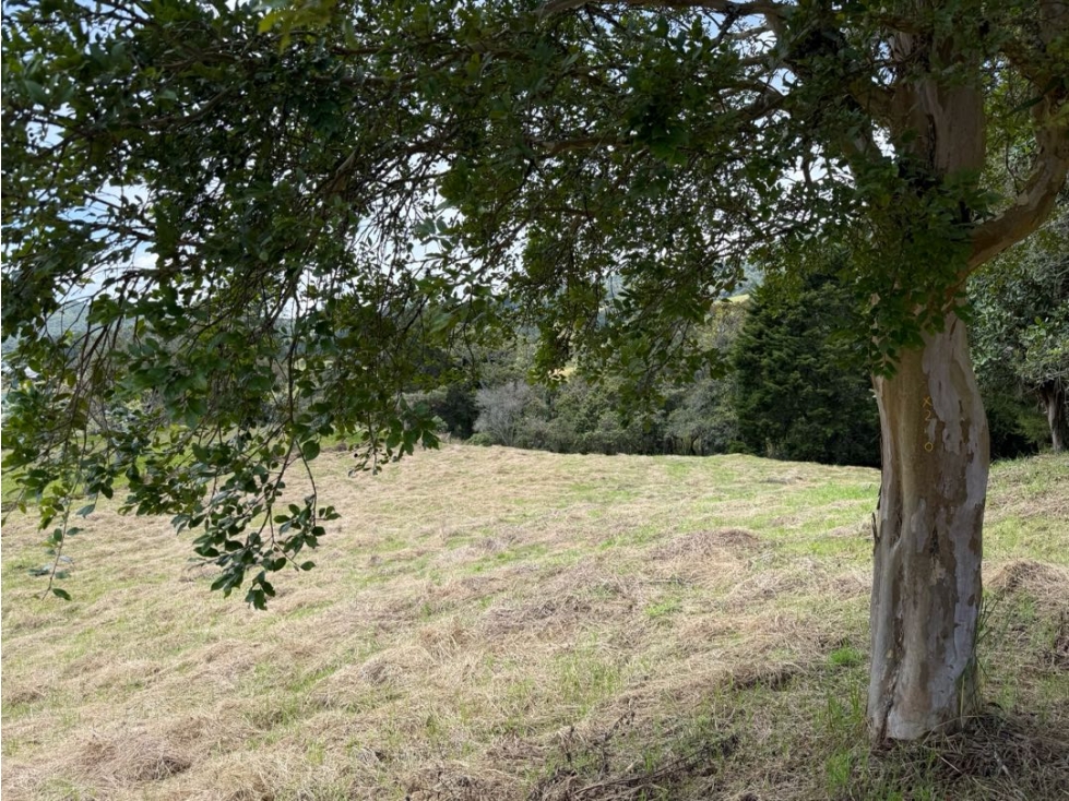Venta Lote Alto de las Palmas Envigado 4000 Mts2 SIN PEAJES — foto 4