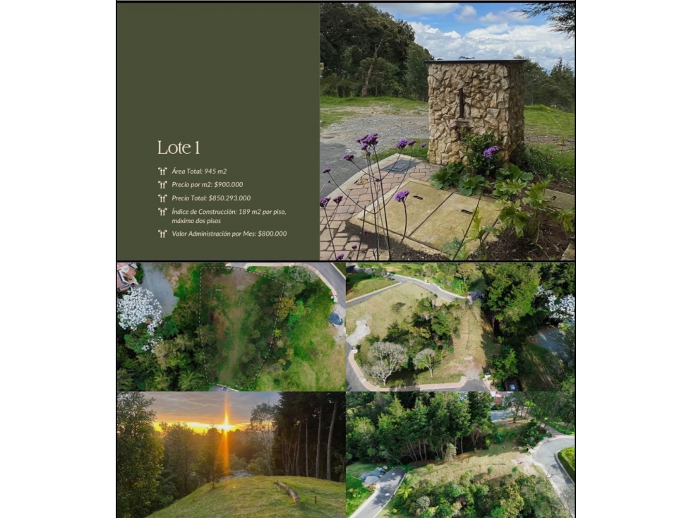 Venta lote alto de palmas — foto 4