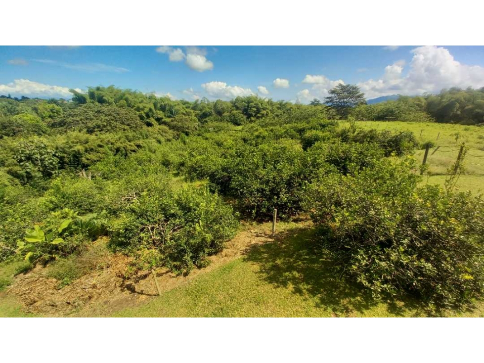 Venta Lote Cerritos Pereira — foto 3