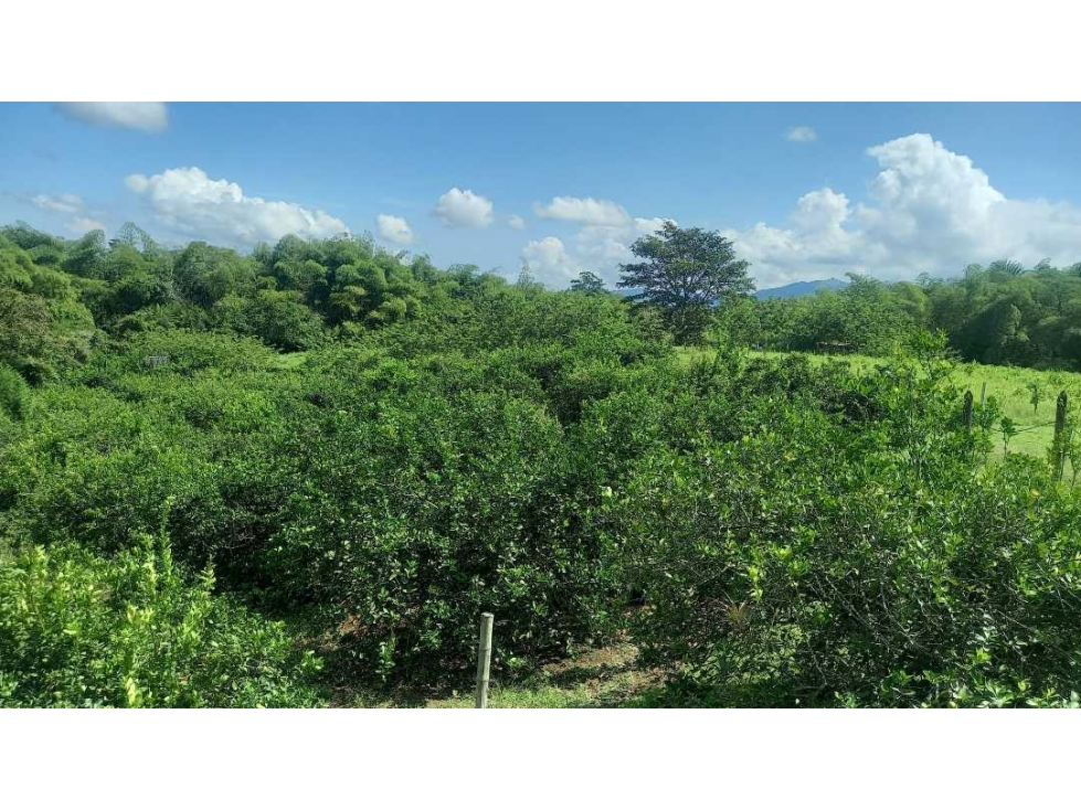 Venta Lote Cerritos Pereira — foto 4