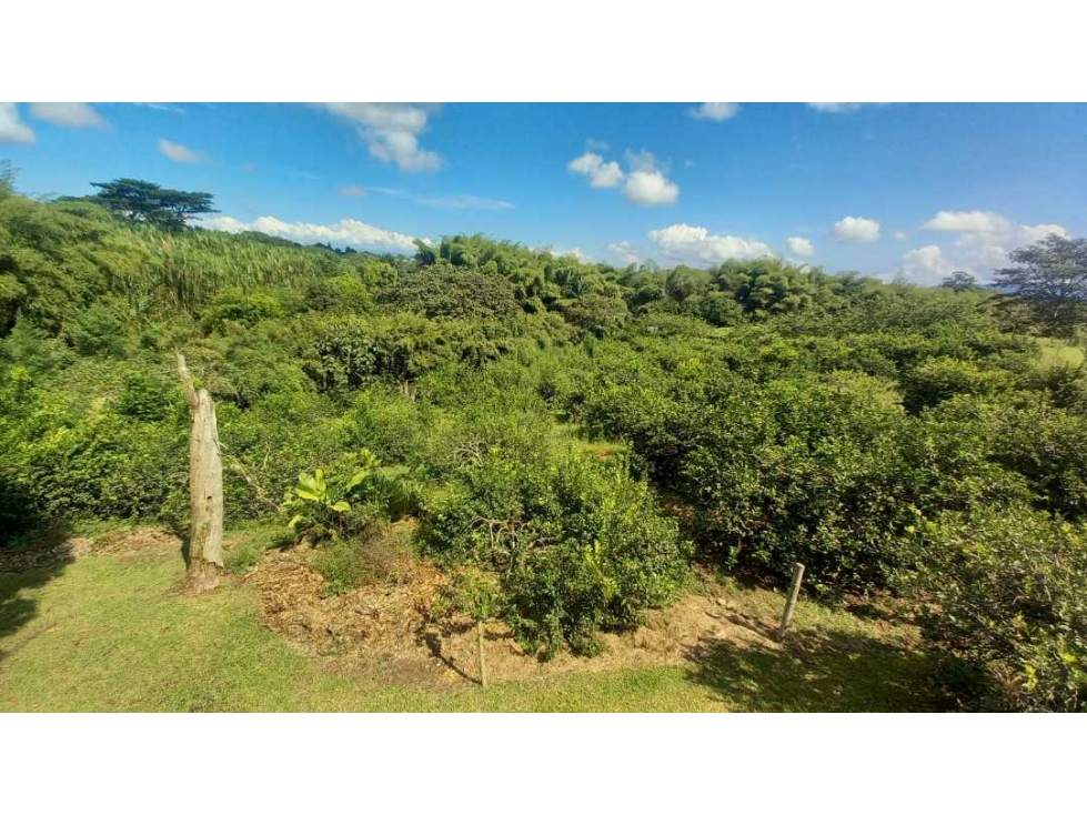 Venta Lote Cerritos Pereira — foto 5