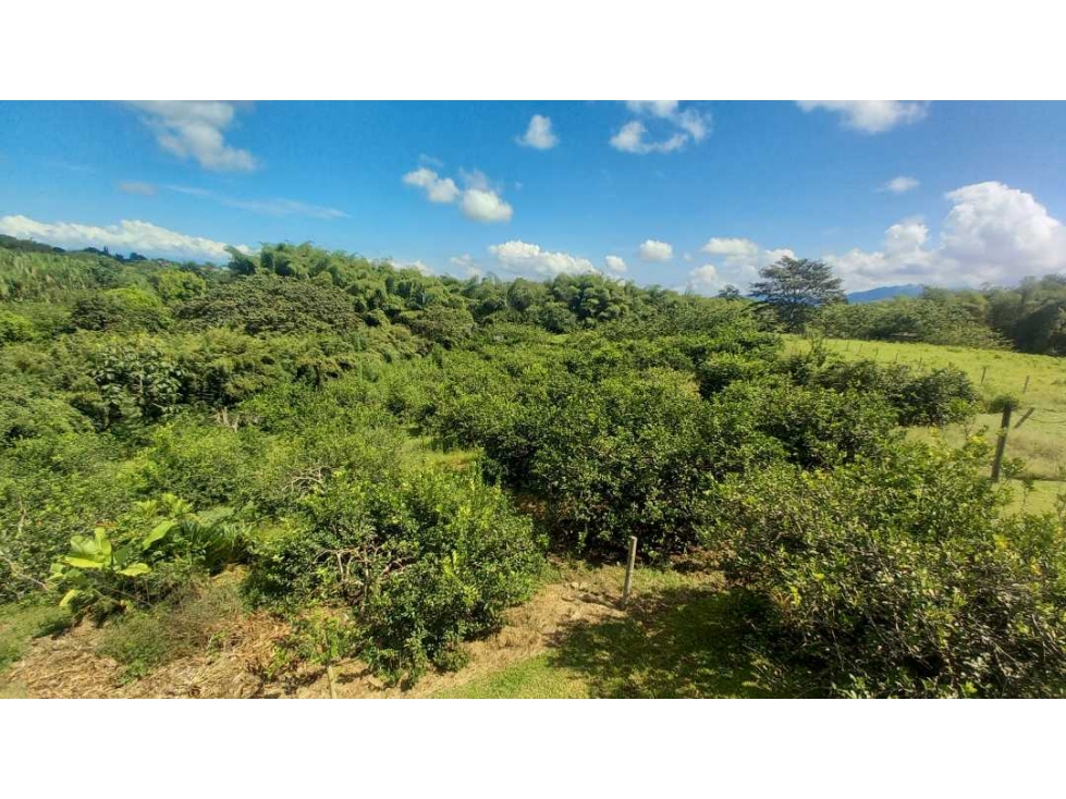 Venta Lote Cerritos Pereira — foto 6