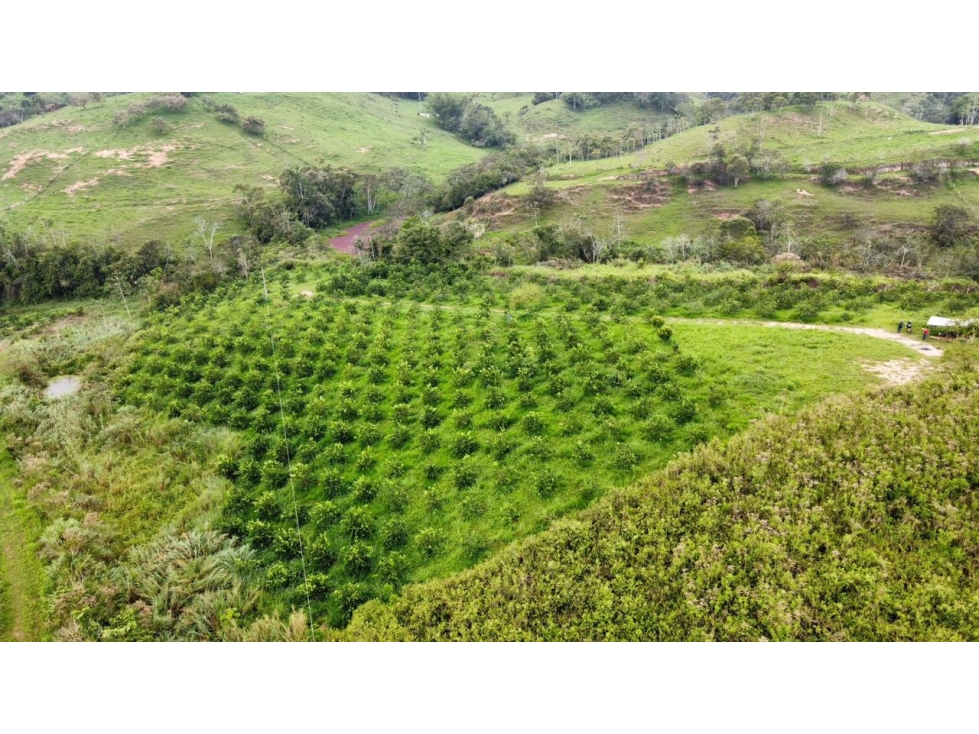 Venta lote de para cultivos Vereda Santo Domingo Lebrija Santander - 1
