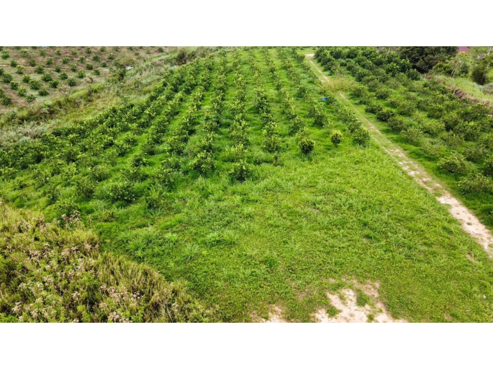 Venta lote de para cultivos Vereda Santo Domingo Lebrija Santander - 2