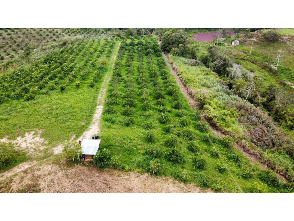 Venta lote de para cultivos Vereda Santo Domingo Lebrija Santander - 3