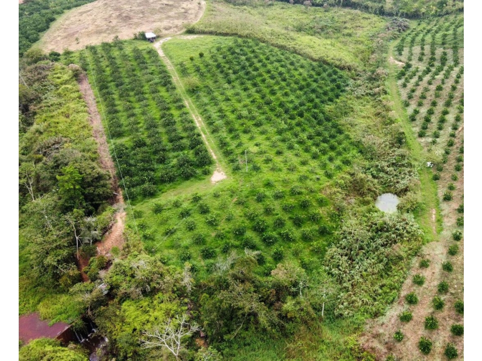 Venta lote de para cultivos Vereda Santo Domingo Lebrija Santander - 4
