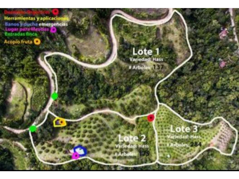 Venta lote de 5 hectáreas con producción de Aguacate - 1