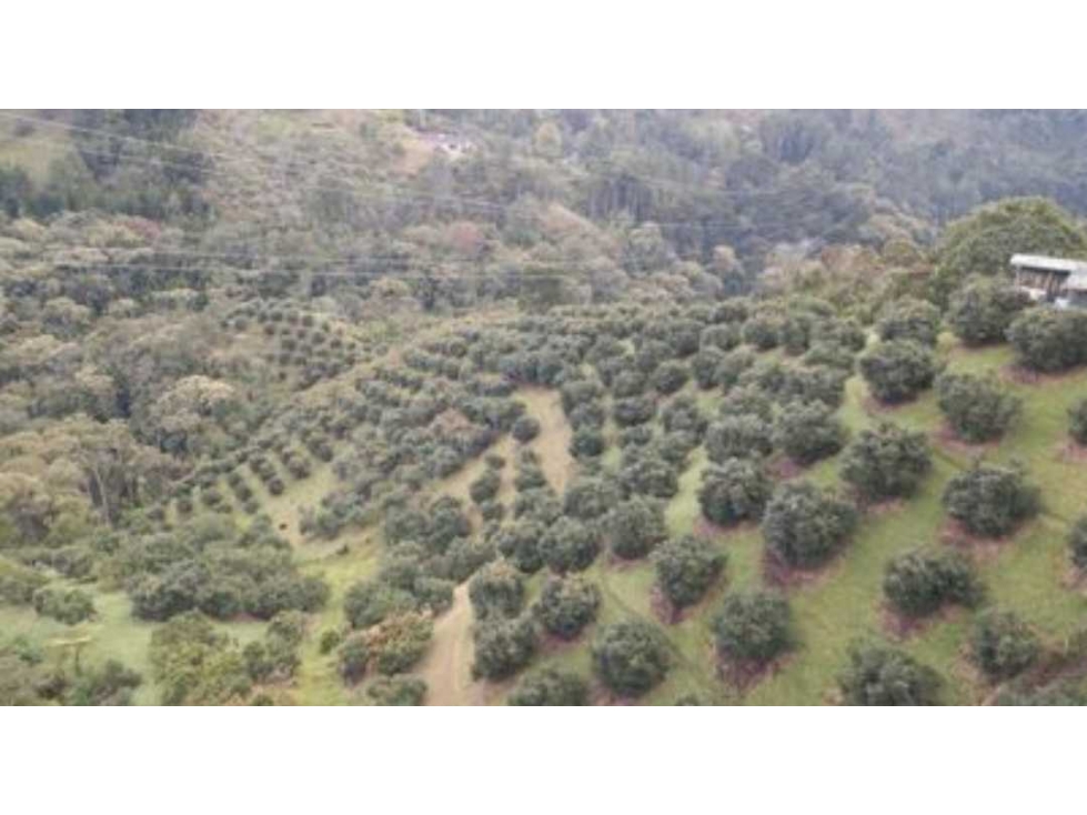 Venta lote de 5 hectáreas con producción de Aguacate - 2