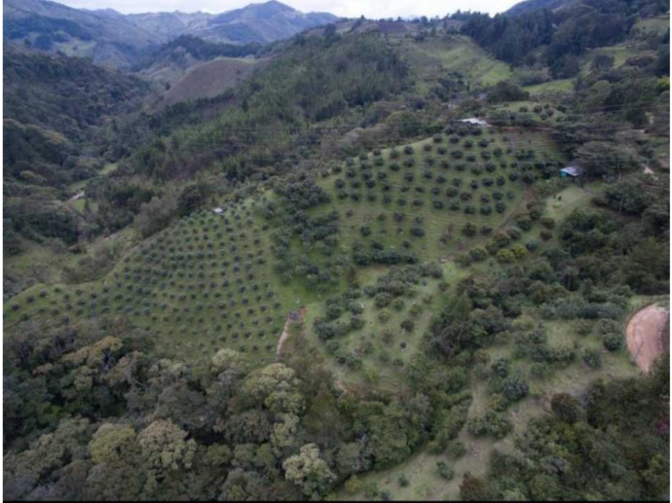 Venta lote de 5 hectáreas con producción de Aguacate - 3