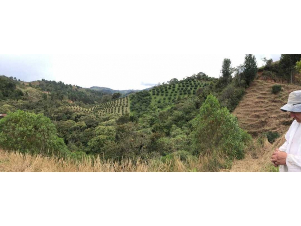Venta lote de 5 hectáreas con producción de Aguacate - 4