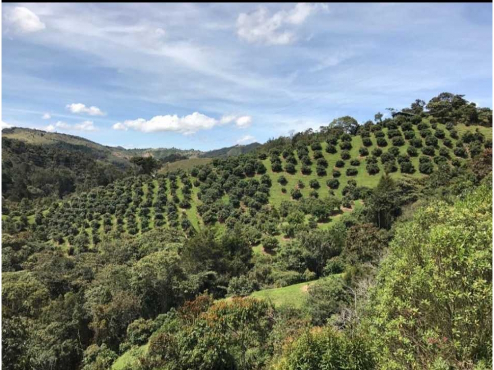 Venta lote de 5 hectáreas con producción de Aguacate - 5