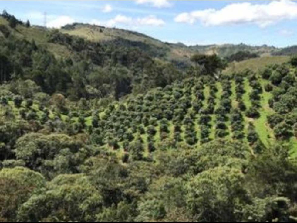 Venta lote de 5 hectáreas con producción de Aguacate - 6