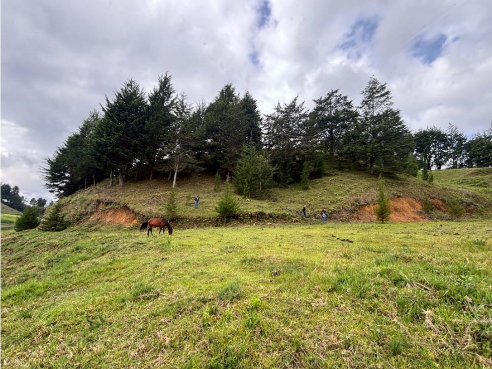 Venta lote de gran formato cerca al aeropuerto de Rionegro — foto 5
