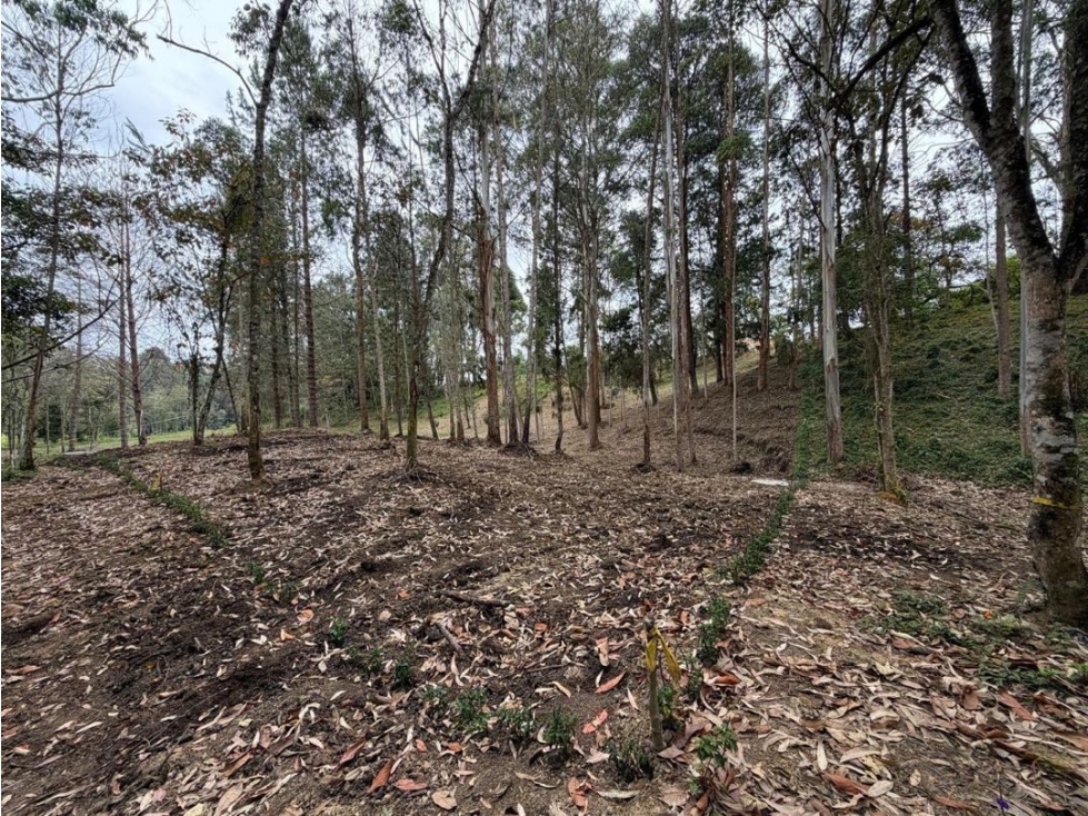 VENTA LOTE EL CORTIJO LIVING CLUB La Ceja, Ant. — foto 6