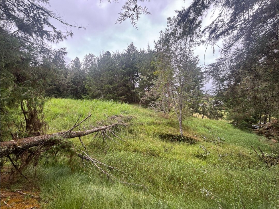 VENTA LOTE EN LA CEJA DE 15.000 M2