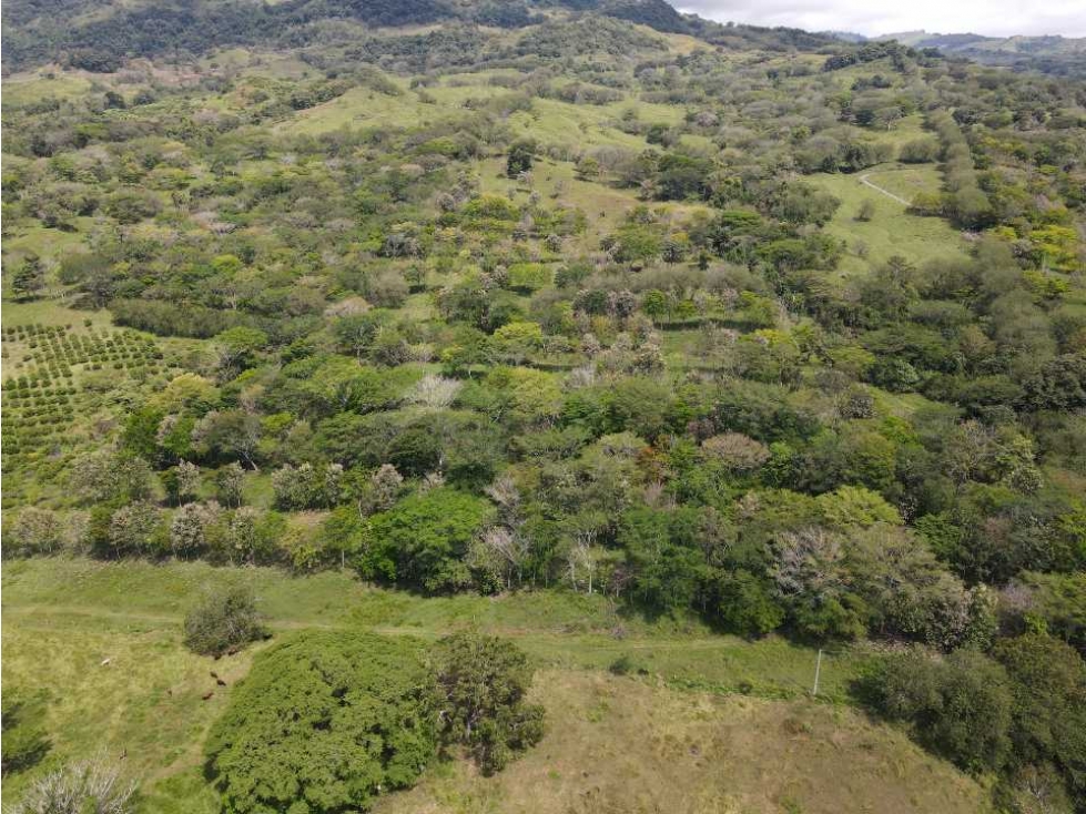 VENTA LOTE, FREDONIA- SUROESTE ANTIOQUEÑO - 4