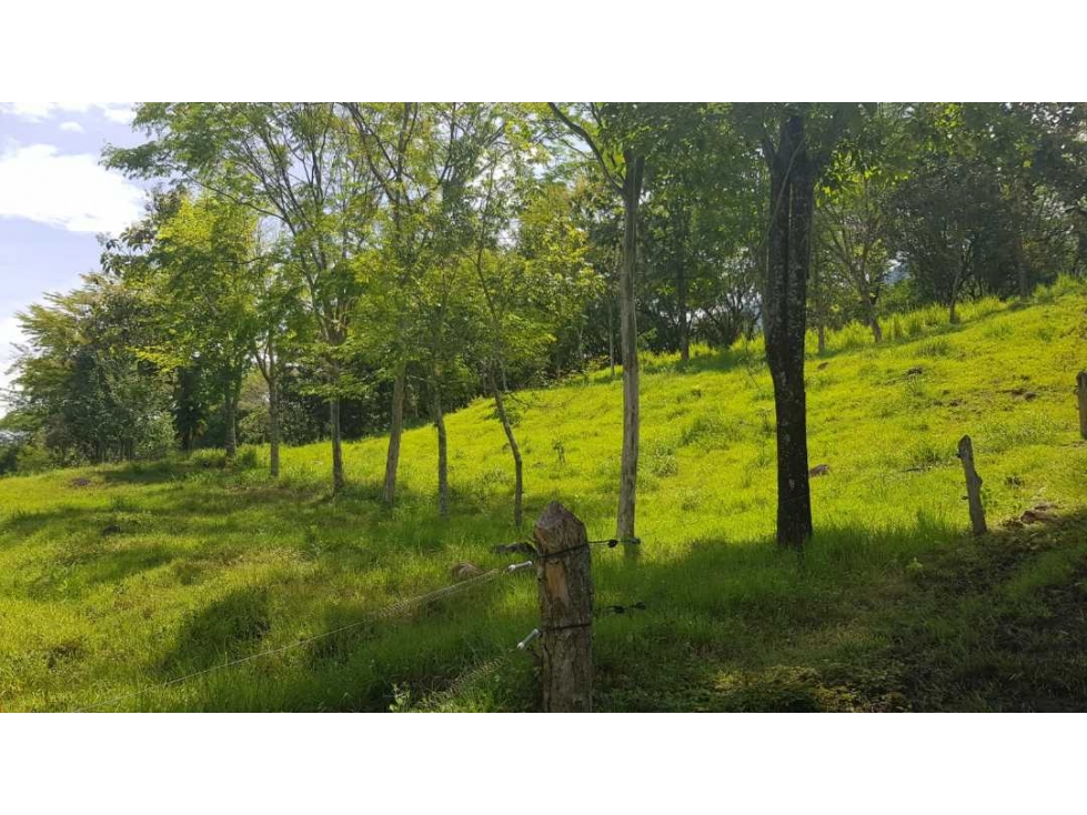 VENTA LOTE, FREDONIA- SUROESTE ANTIOQUEÑO - 1