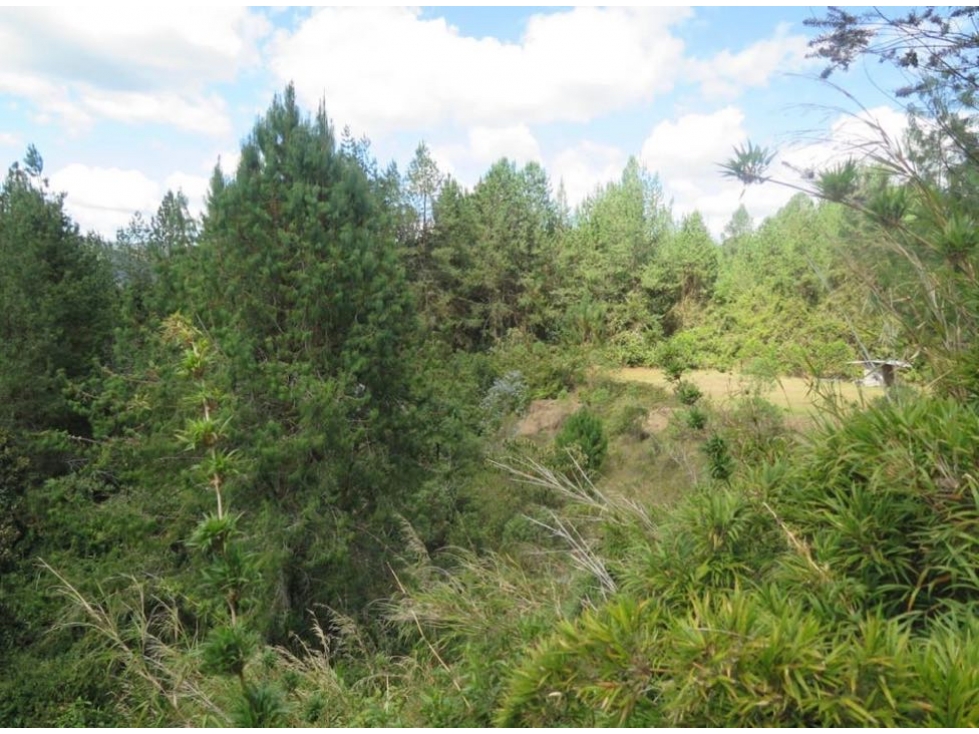 Venta lote en unidad cerrada con bosques nativo - 4