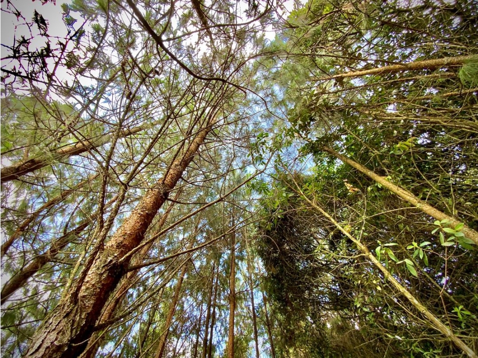Venta Lote Exótica Vista y Bosque Variante Aeropuerto Envigado — foto 4