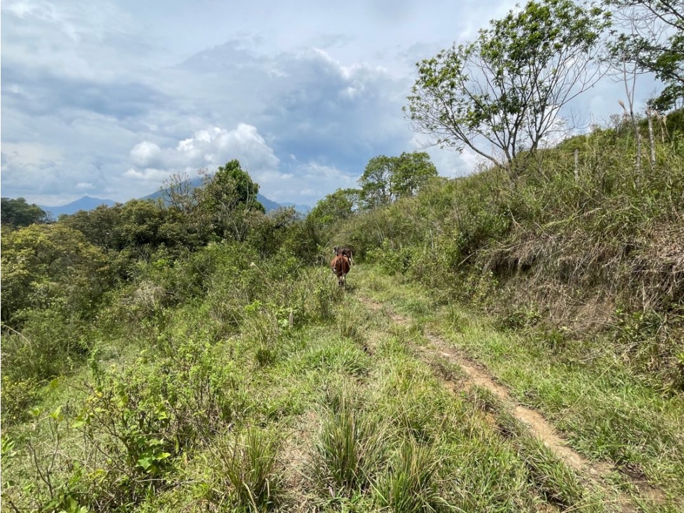 VENTA LOTE FREDONIA SUROESTE ANTIOQUEÑO - 5