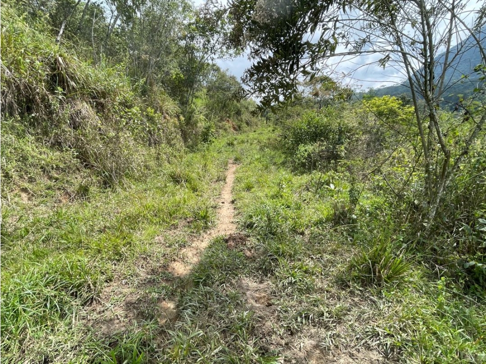 VENTA LOTE FREDONIA SUROESTE ANTIOQUEÑO - 6
