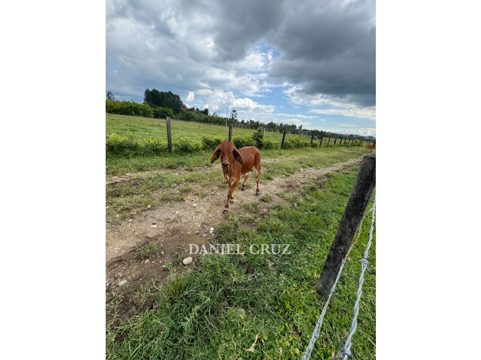 VENTA LOTE GENAGRA - POPAYÁN - 5
