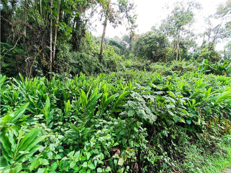 Venta Lote La Francia Manizales — foto 4