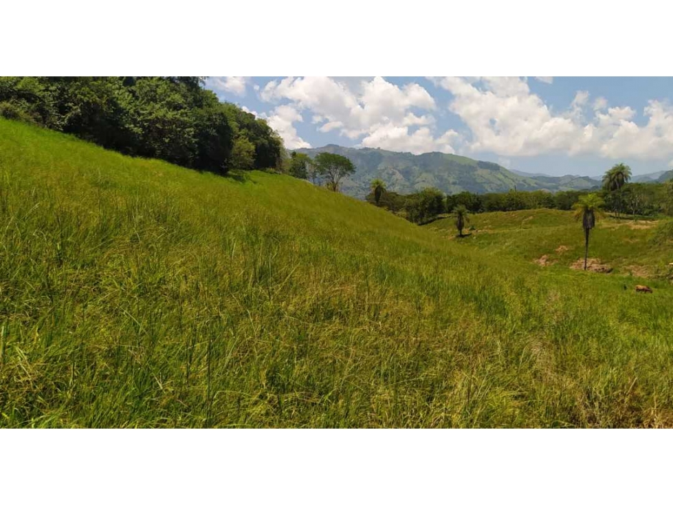 VENTA LOTE LA PINTADA, SUROESTE ANTIOQUEÑO — foto 5