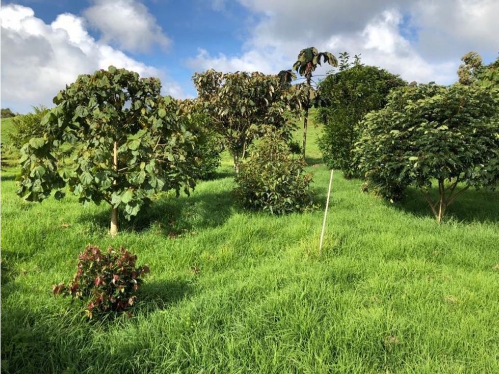 Venta lote palmas la acuarela — foto 2