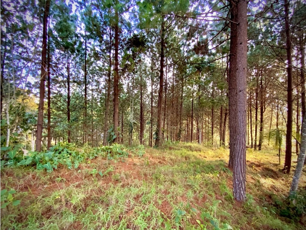 Venta Lote Vista Lejana Bosque Parcelacion El Retiro — foto 2