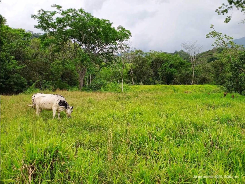 VENTA LOTE SIRIA SUROESTE ANTIOQUEÑO - 6