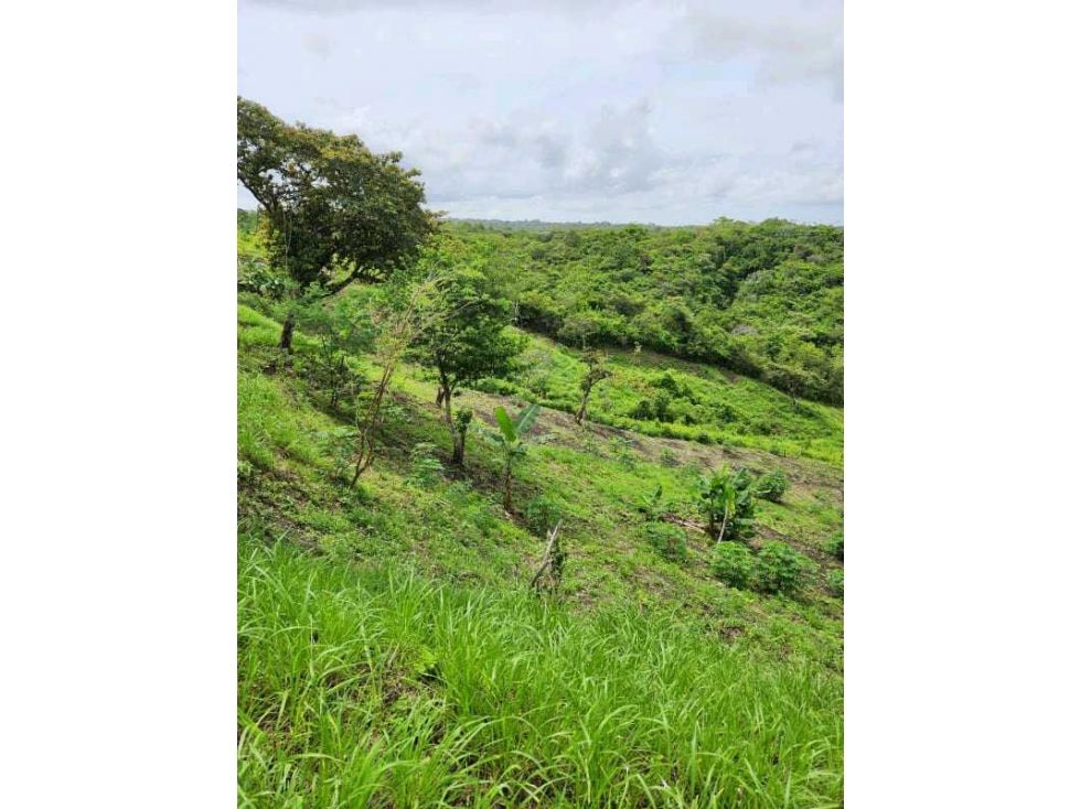 VENTA LOTE TITULADO 1.4 HECTÁREAS EN PENONOMÉ, ANTÓN - 3