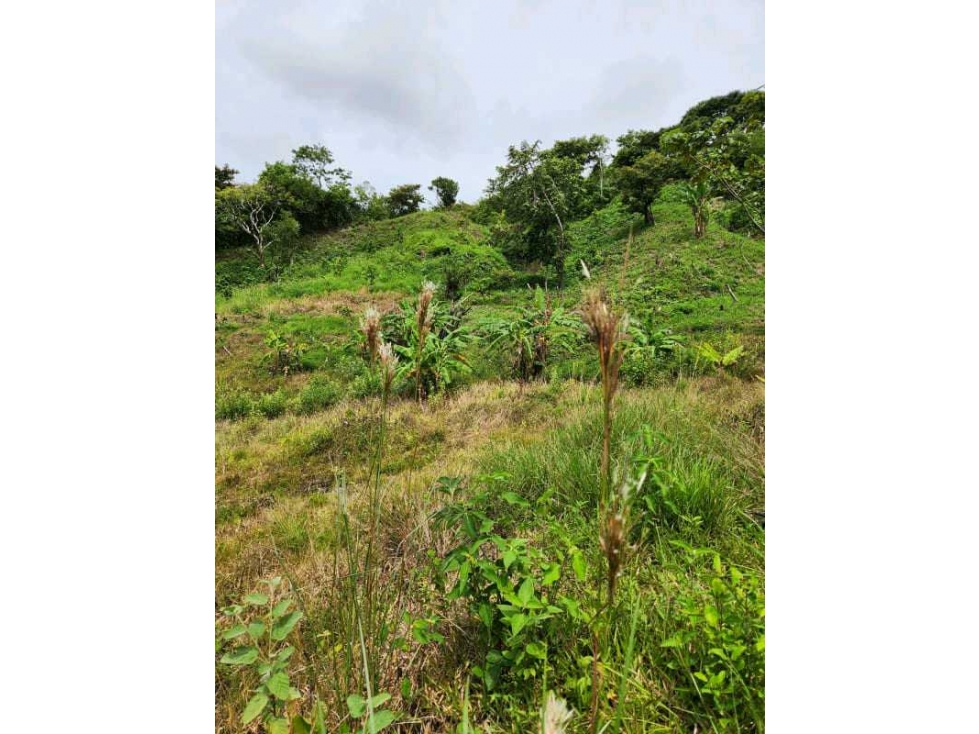 VENTA LOTE TITULADO 1.4 HECTÁREAS EN PENONOMÉ, ANTÓN - 5
