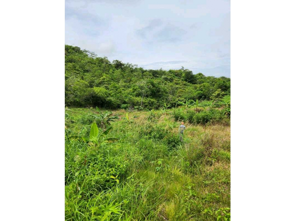 VENTA LOTE TITULADO 1.4 HECTÁREAS EN PENONOMÉ, ANTÓN - 6