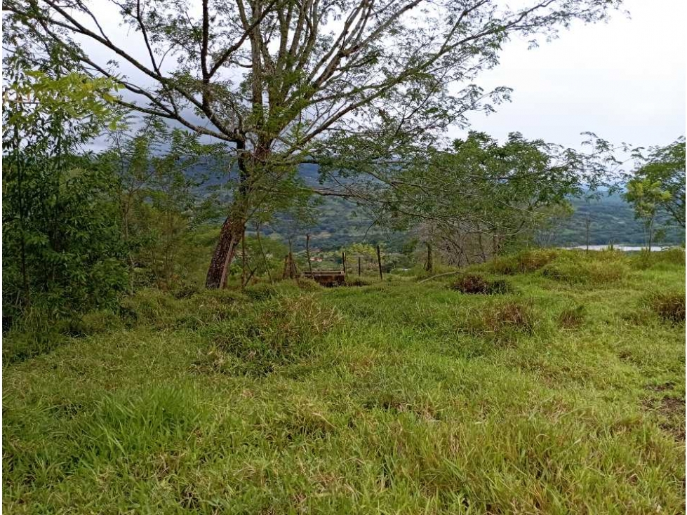 VENTA LOTE U/C LA PINTADA , SUROESTE ANTIOQUEÑO — foto 4