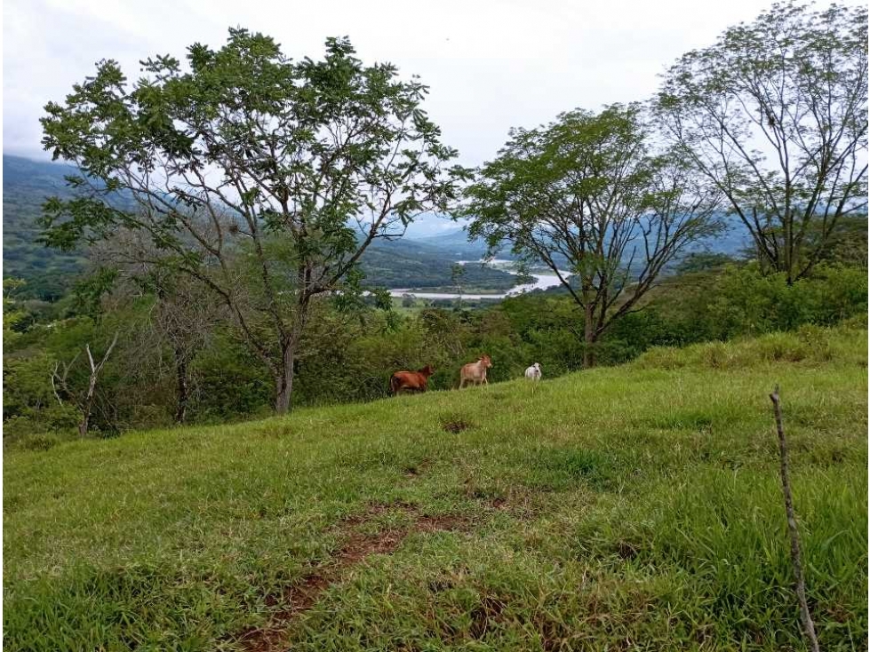 VENTA LOTE U/C LA PINTADA , SUROESTE ANTIOQUEÑO — foto 5