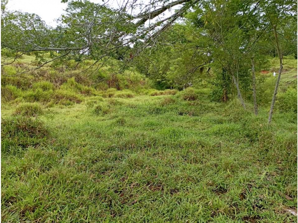 VENTA LOTE U/C LA PINTADA , SUROESTE ANTIOQUEÑO — foto 6
