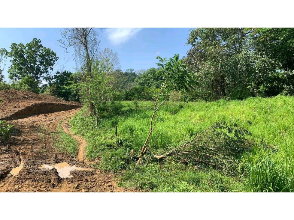 Venta o permuta de finca de 44 hectáreas Carmen de Bolívar - 5