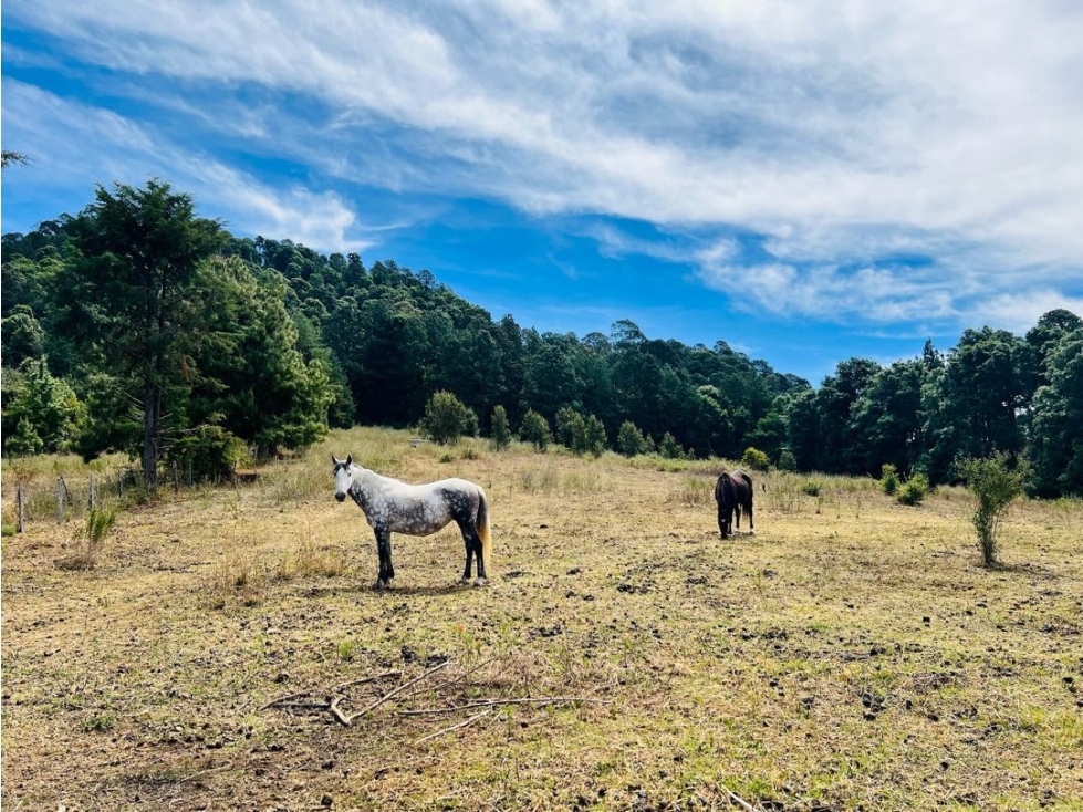 VENTA RANCHO CON AGUA DE MANANTIAL | PINAL DE OSORIOS